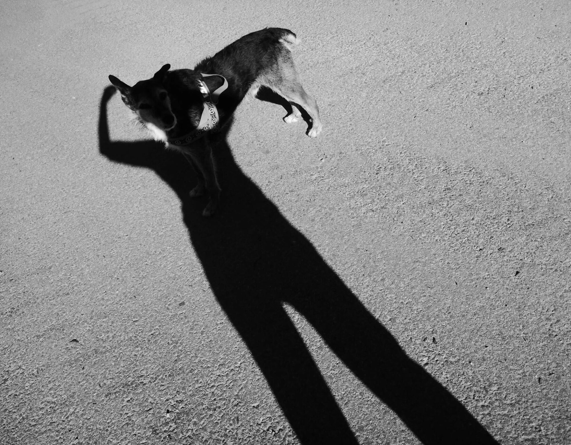 18489811_1428210233904525_1001712939977758890_o