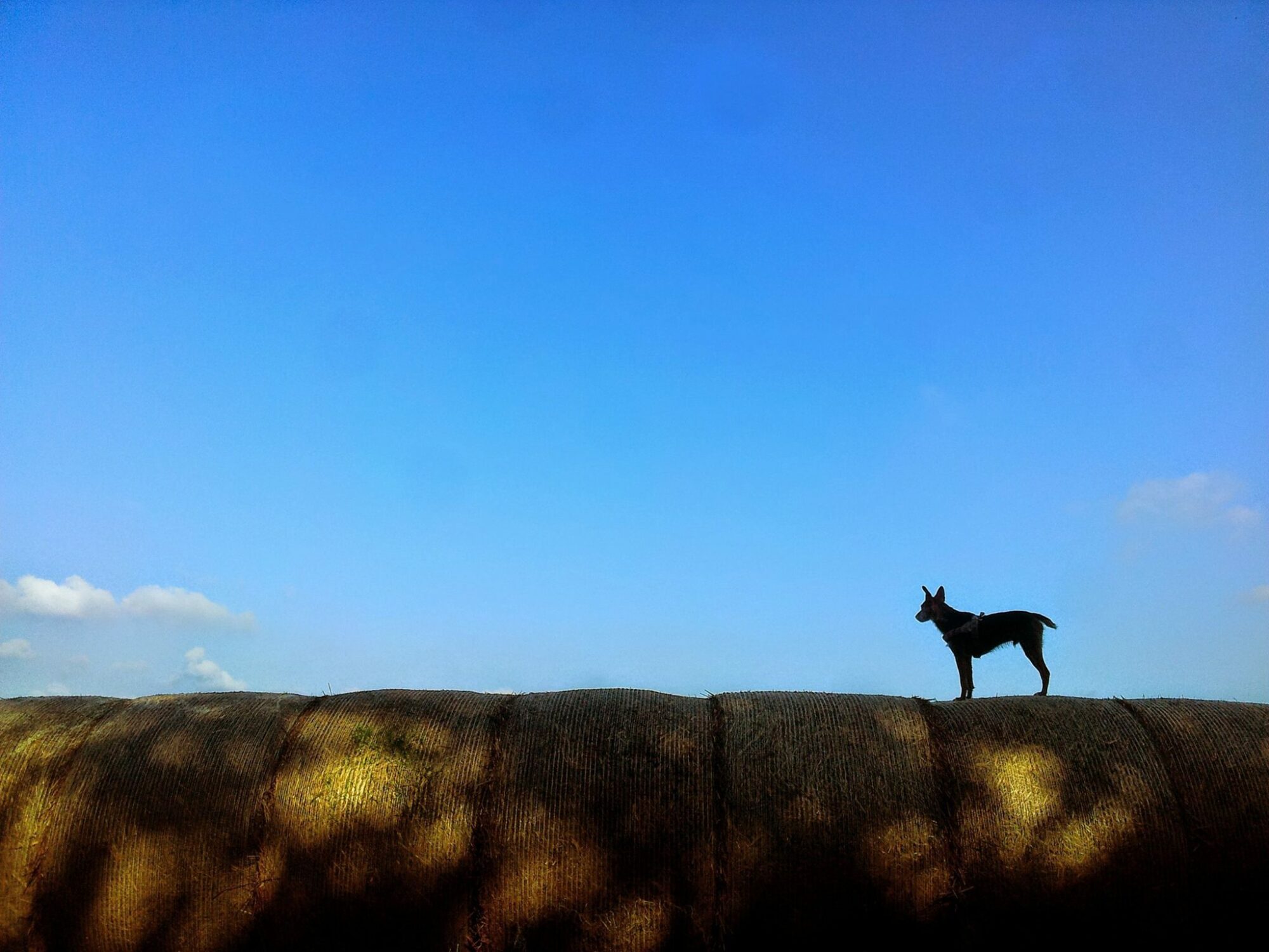 10608524_769543086437913_1575047137729500078_o