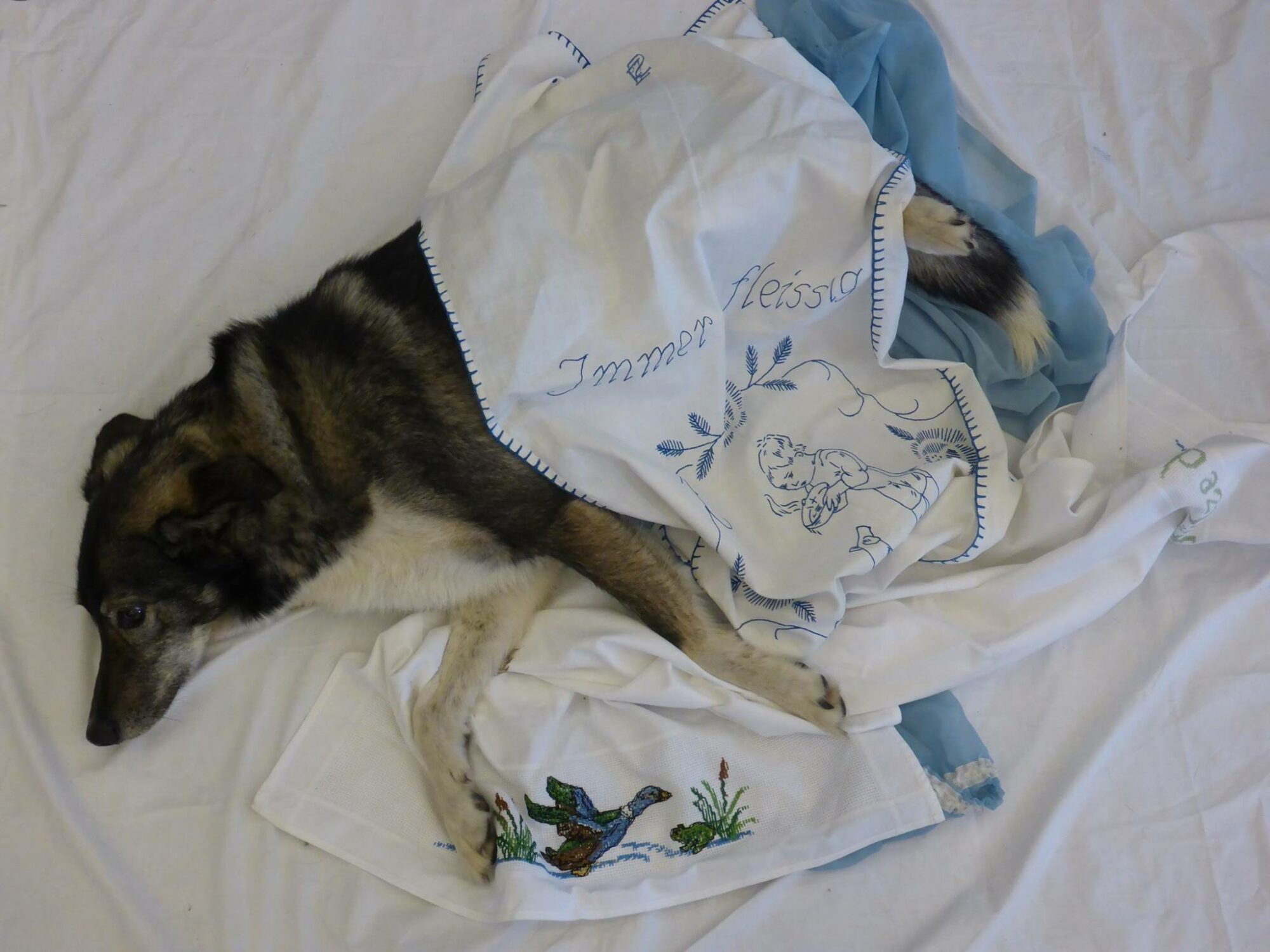 11754865_934725669919653_8413695565907550334_o