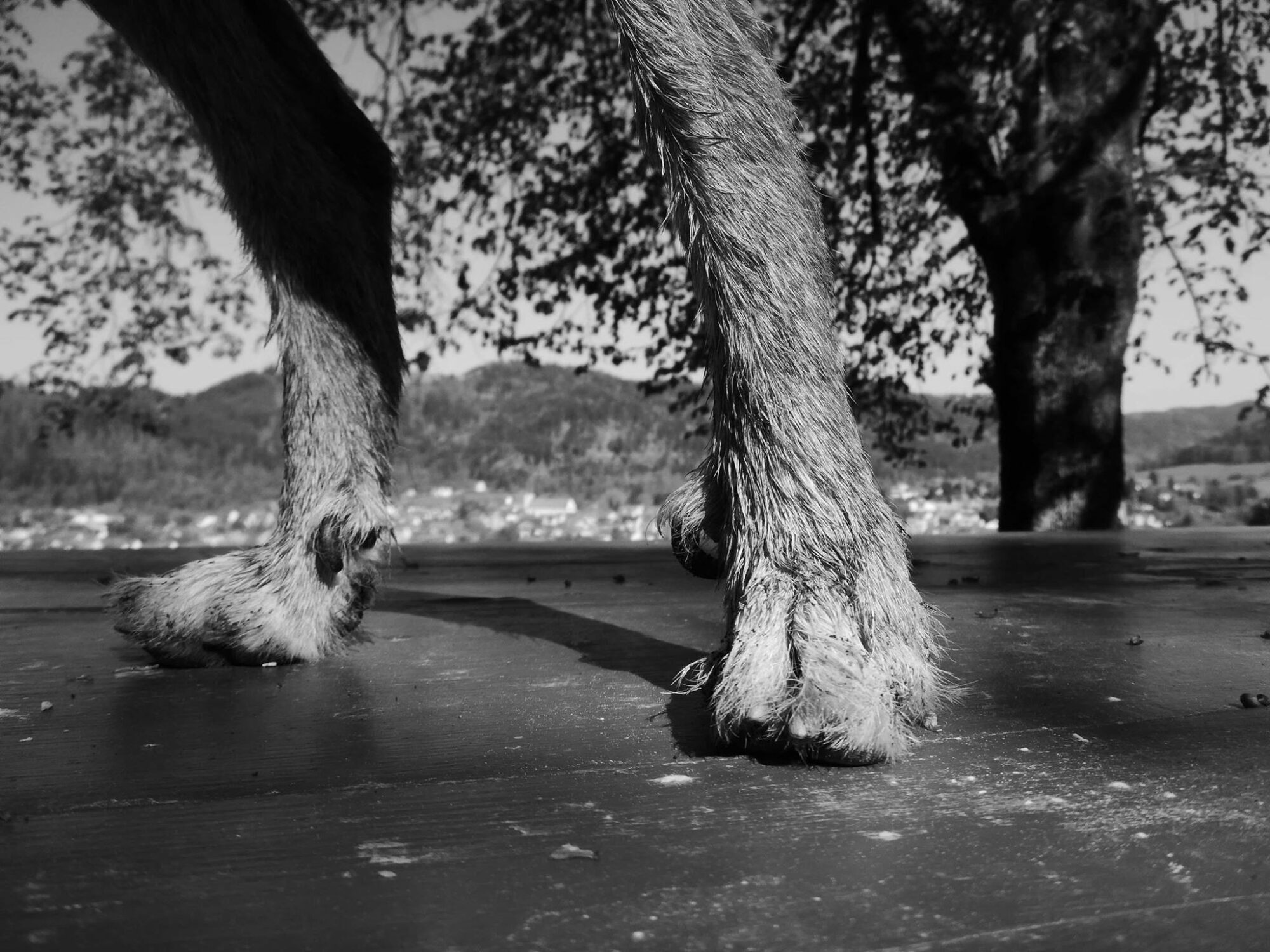 18077200_1400318956693653_1370660530812216039_o