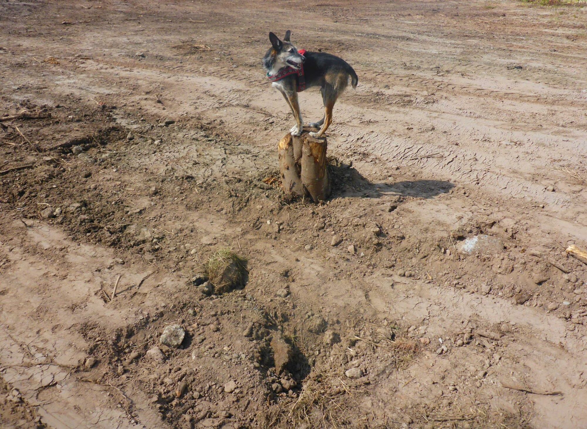 18738694_1435472676511614_1360520285292107686_o