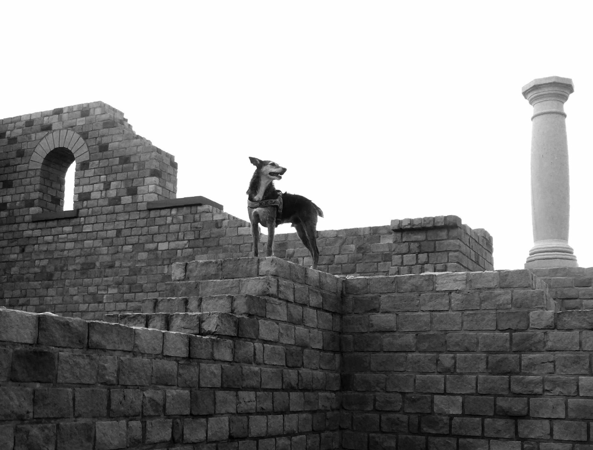 20424271_1503759276349620_4284341427310262708_o