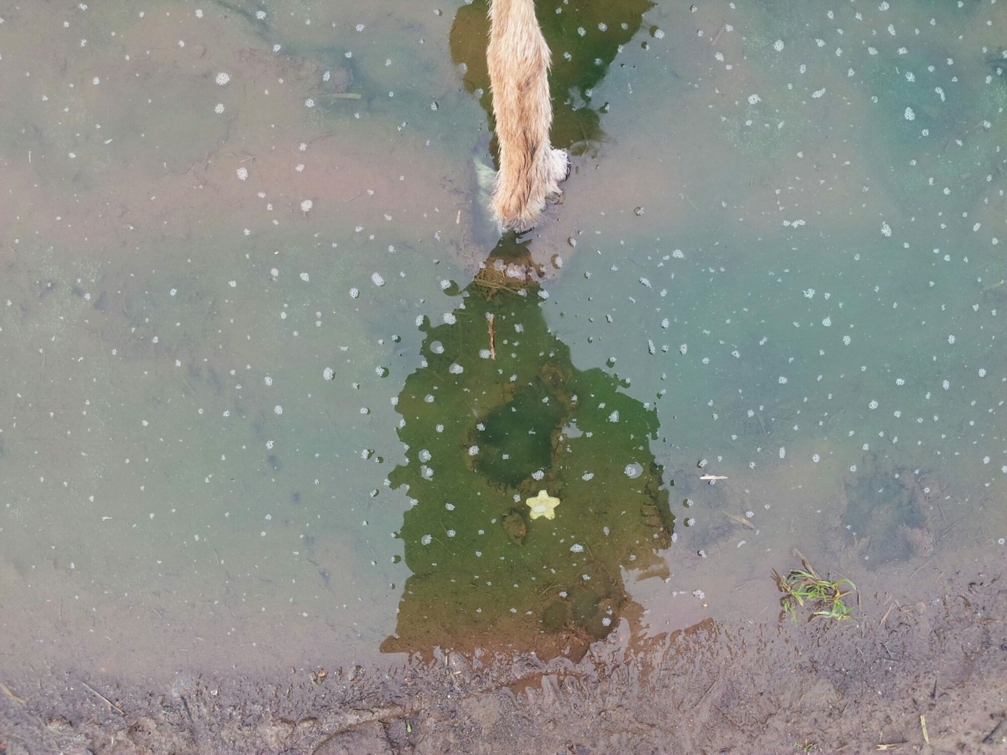 10452903_792907974101424_1959718345858916222_o