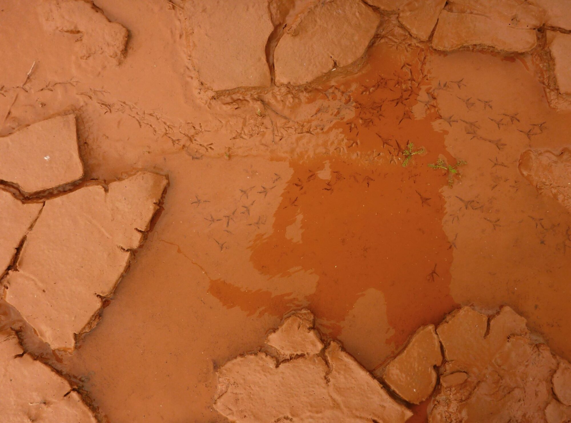 11200977_911802695545284_1938076020397969546_o