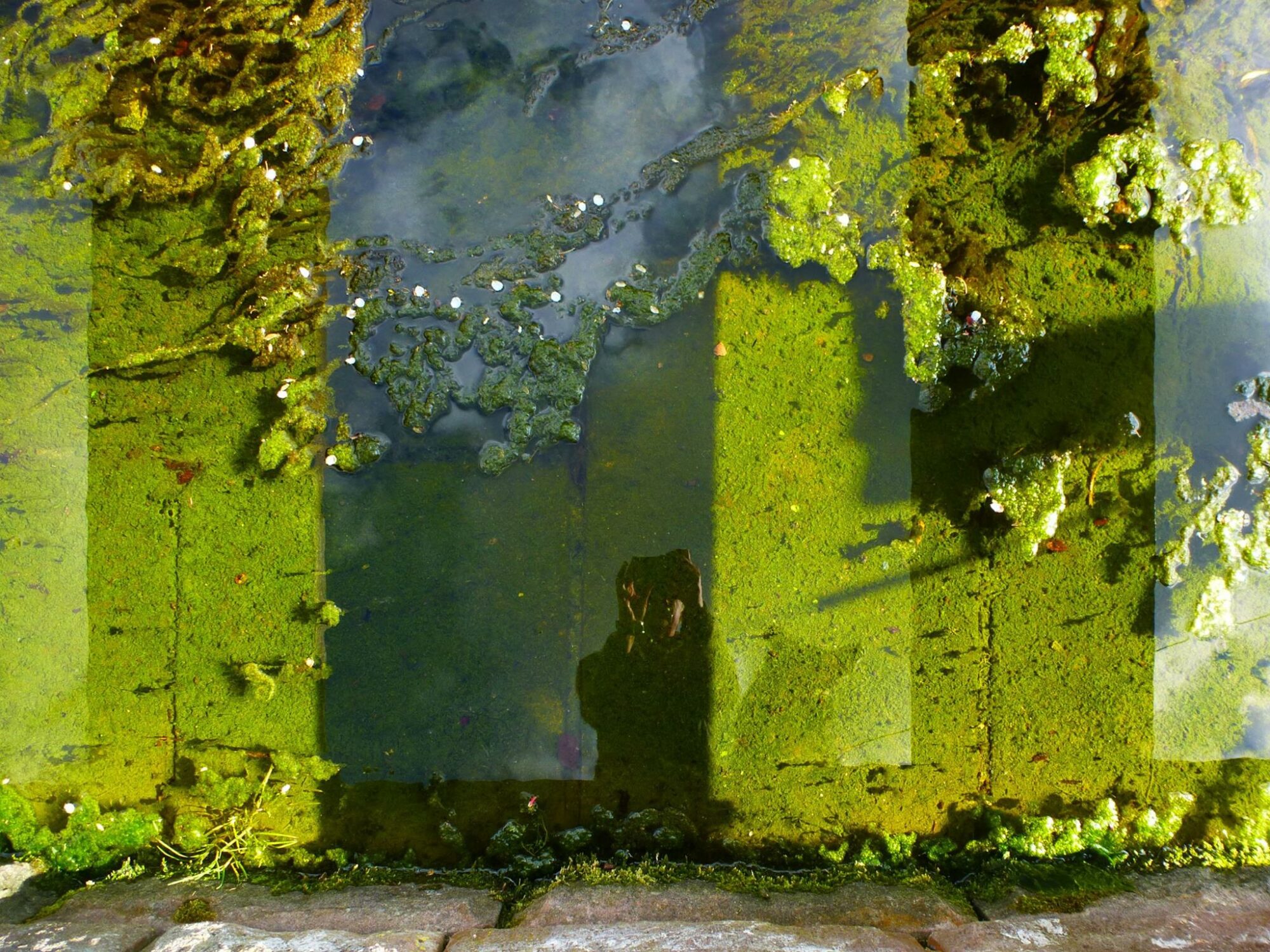 1956682_693151304077092_2008310779504376349_o