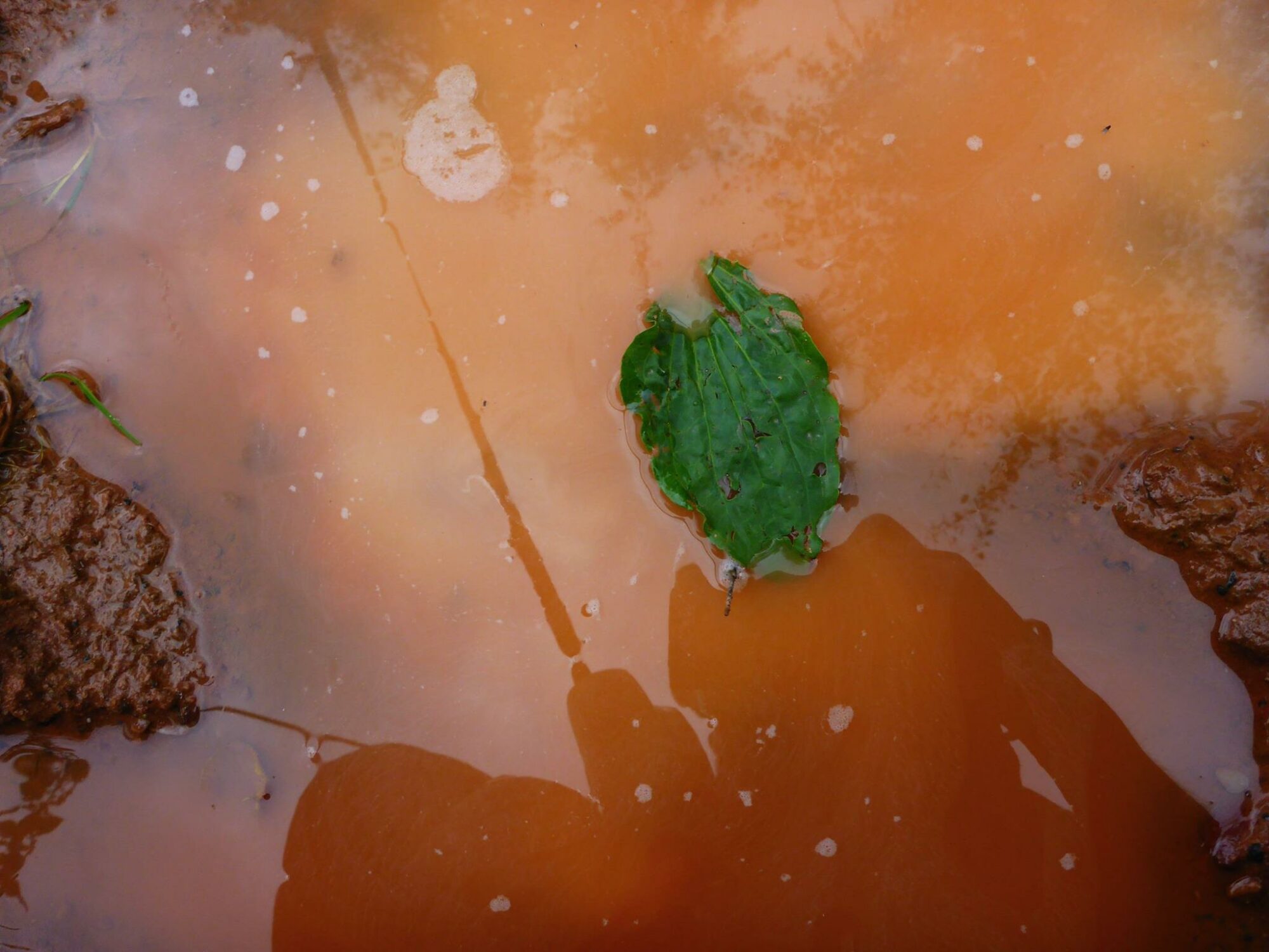 20451869_1505759312816283_8699208527551922207_o