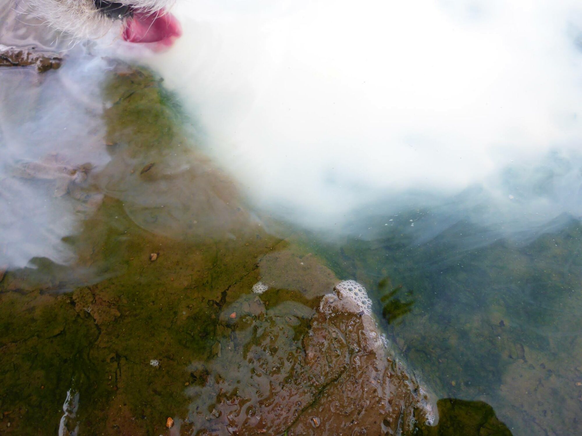 20507497_1505366682855546_8591384005874331335_o