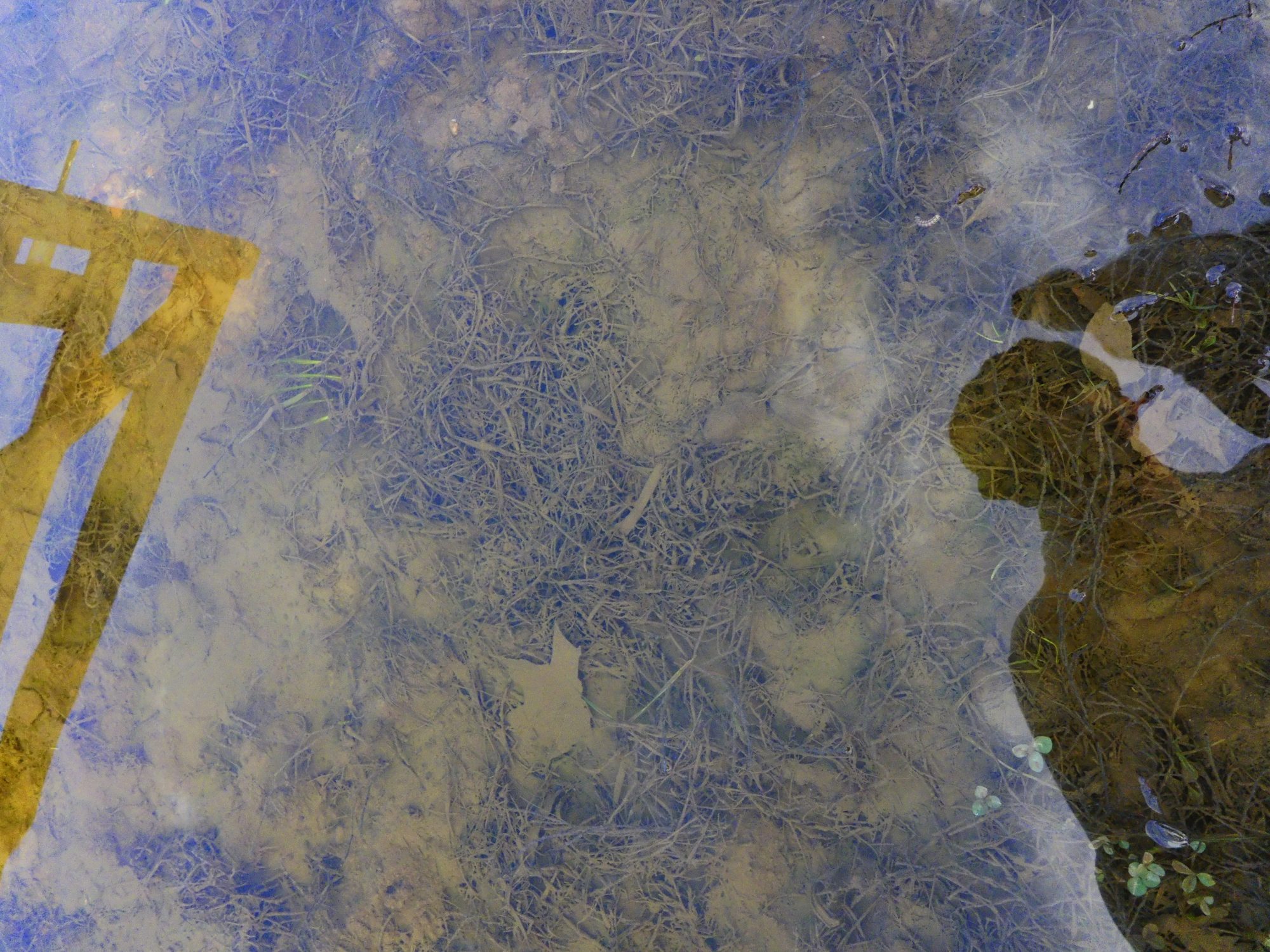 dasletztePfützenbild